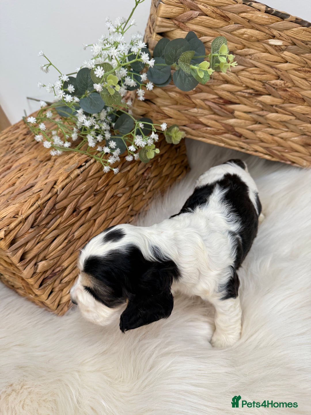 Cocker Spaniel dogs for sale: Quality Health Tested KC Reg Show cocker spaniels  - Advert 7