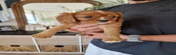 Cavalier King Charles Spaniel dogs for sale: King Charles spaniels, Kc registerd father - Advert 5