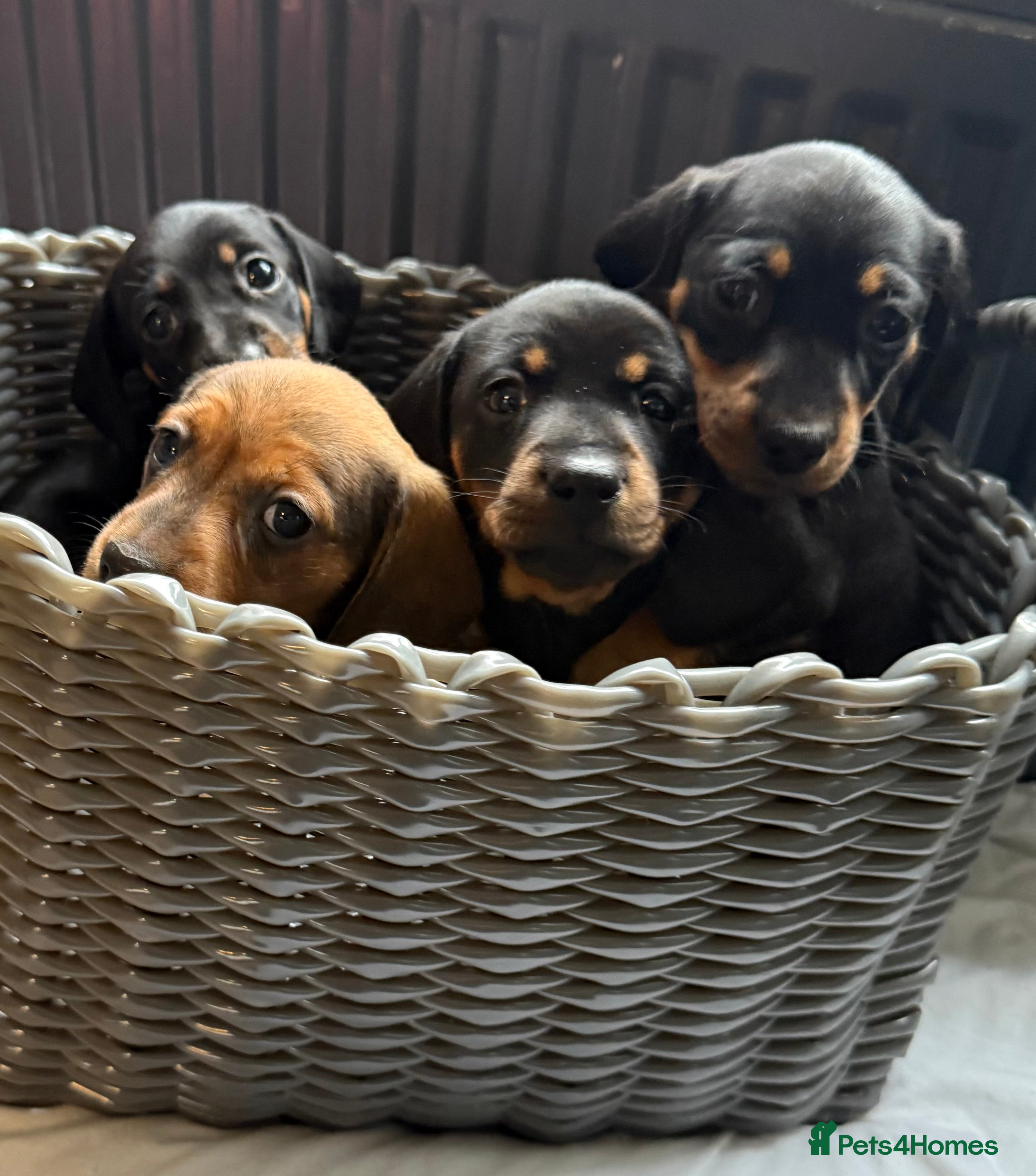 Dachshund dogs Puppies for sale!!  - Advert 1
