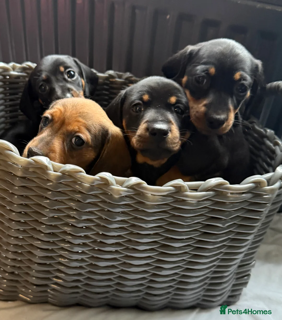 Dachshund dogs for sale: Puppies for sale!!  - Advert 1