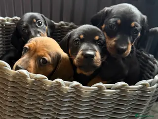 Dachshund dogs Puppies for sale!! - Advert 1