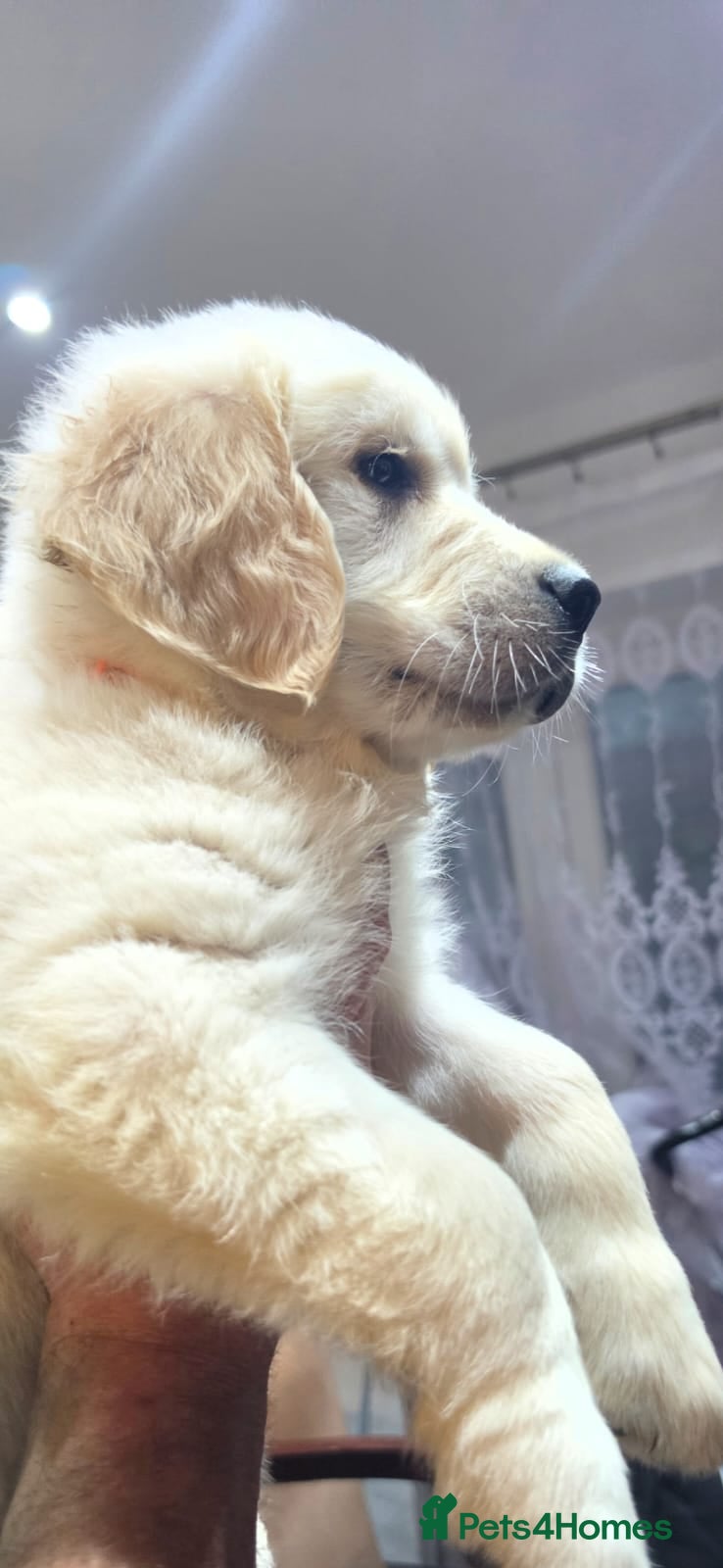 Golden Retriever dogs Golden Retriever Puppies 8 weeks old ready now🐶👍 - Advert 11