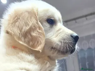 Golden Retriever dogs Golden Retriever Puppies 8 weeks old ready now🐶👍 - Advert 3