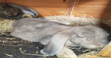 French Lop rabbits - Advert 4