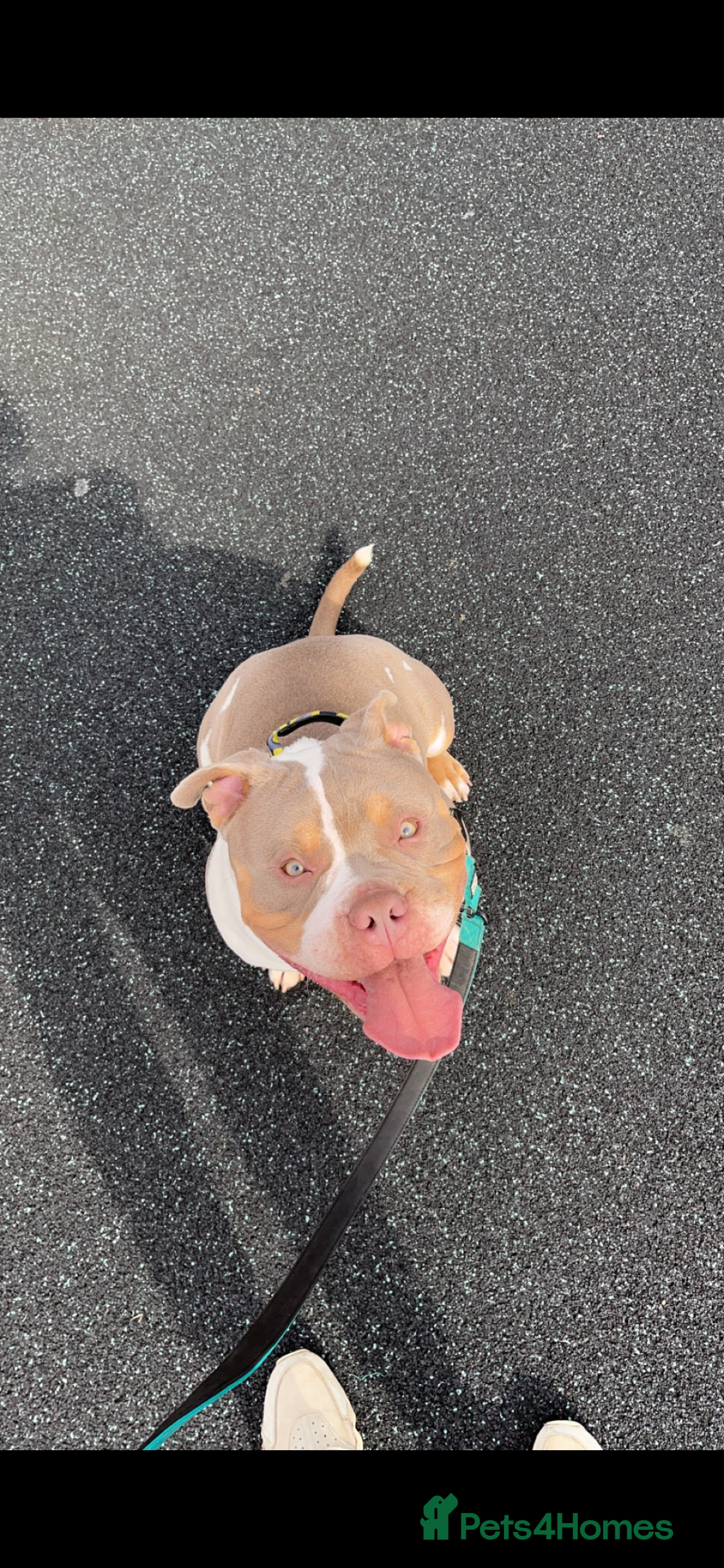 American Bully dogs Pocket bully  - Advert 6