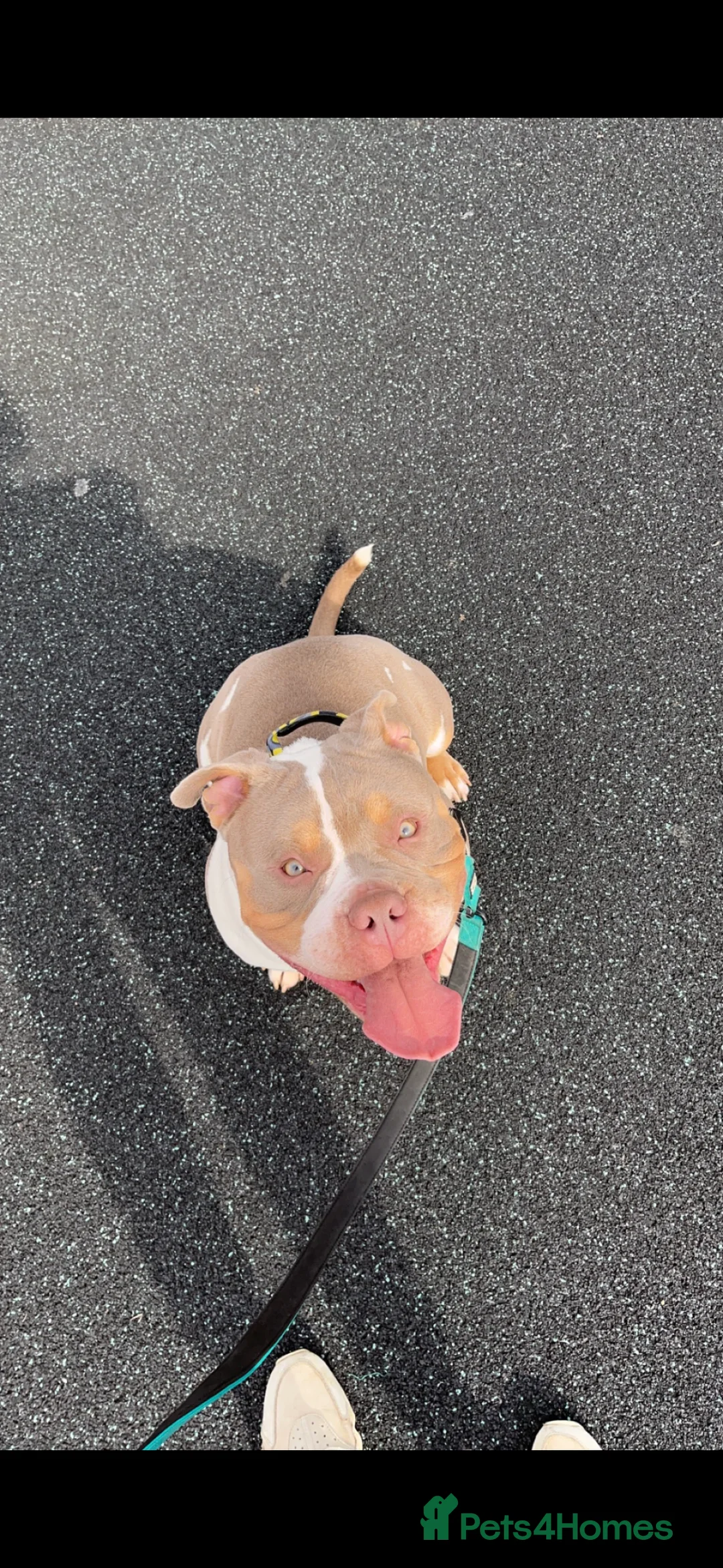 American Bully dogs for sale: Pocket bully  - Advert 1