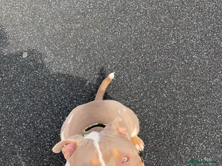 American Bully dogs Pocket bully - Advert 6