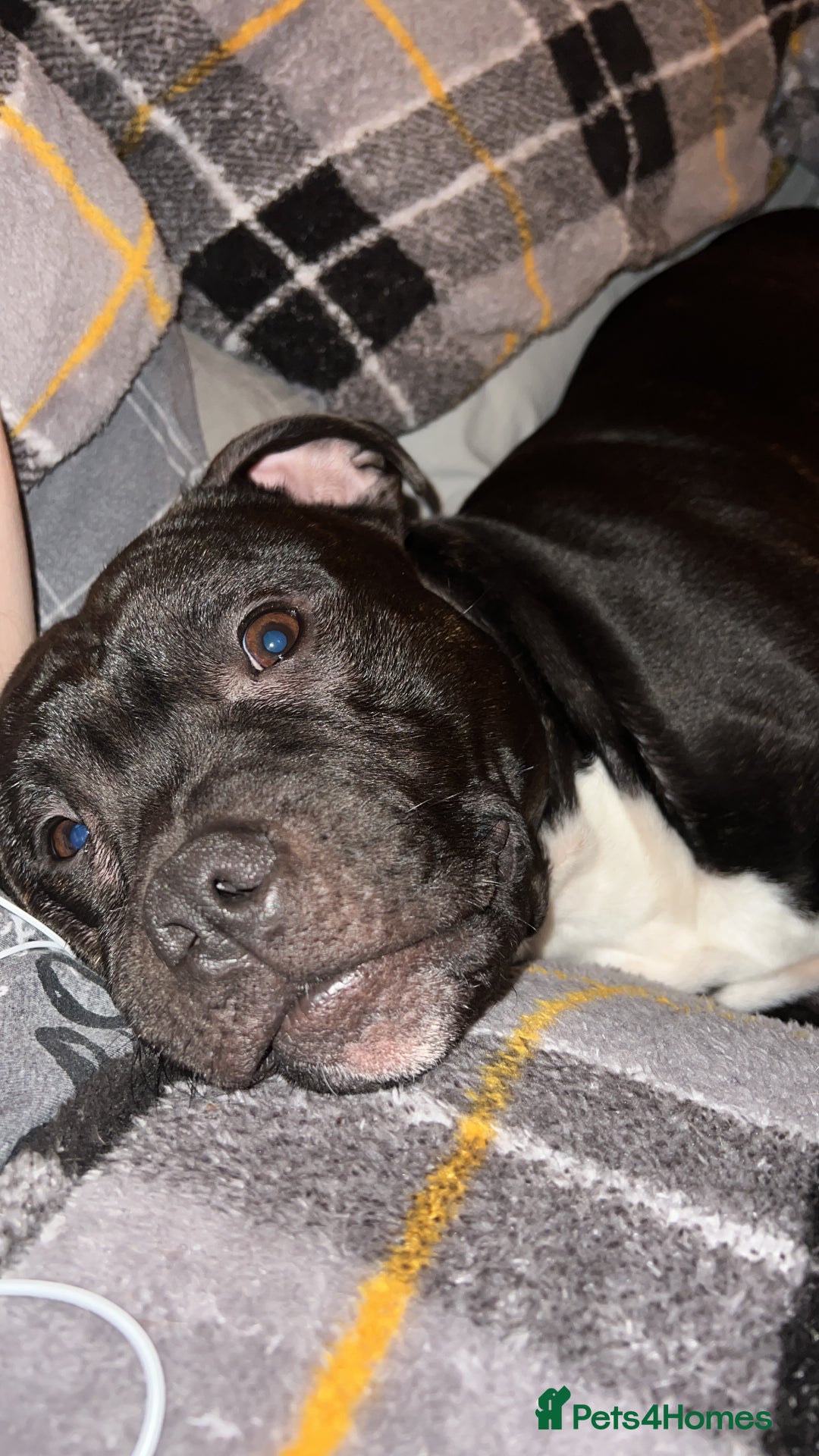 Staffordshire Bull Terrier dogs for stud: Staffy for stud - Image 6