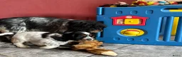 Cocker Spaniel dogs for sale: Extensively Health Tested, Top Quality pedigree  - Advert 13