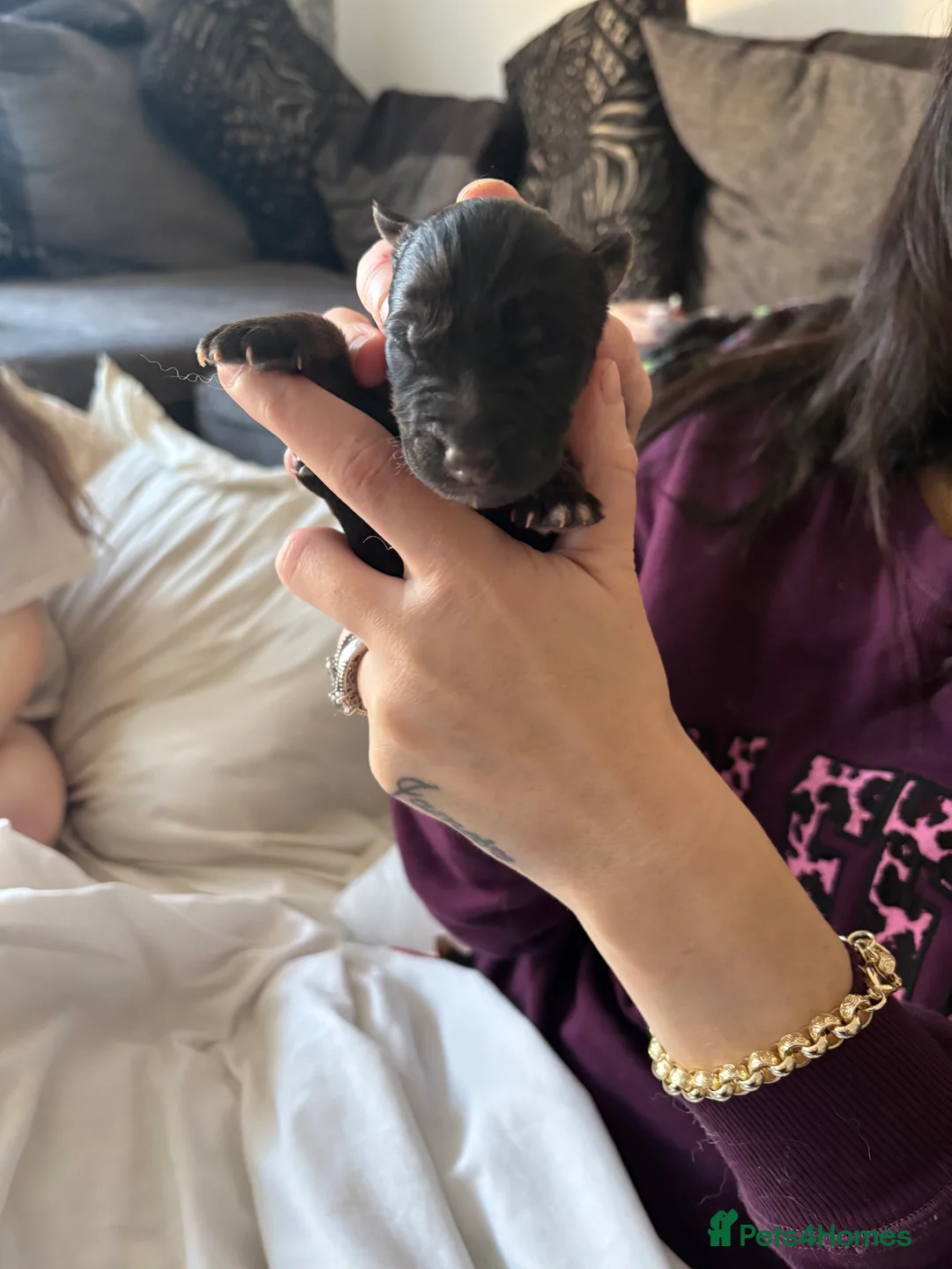 German Shepherd dogs for sale: 7 German shepherd puppies  - Advert 6