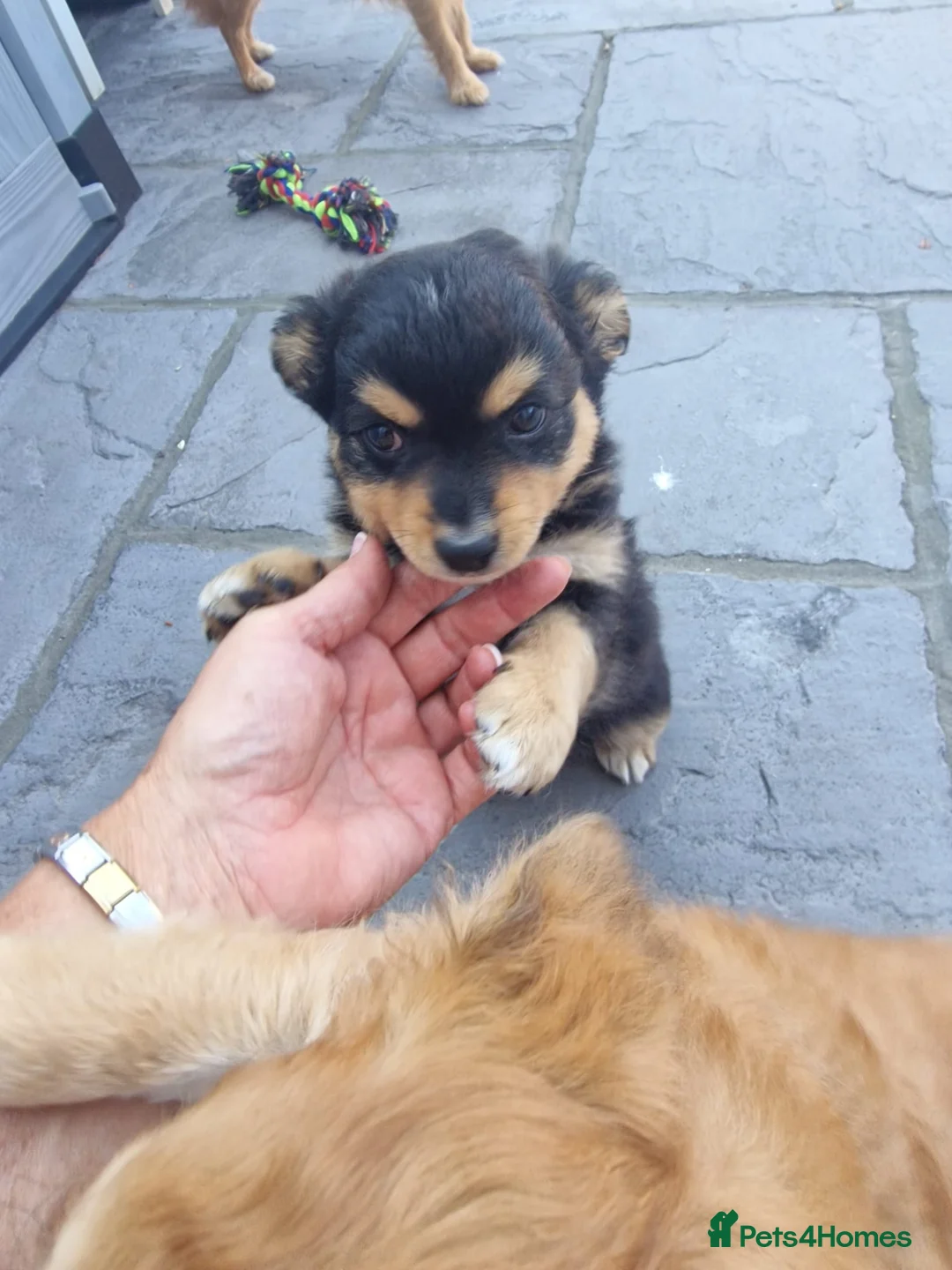Mixed Breed dogs for sale: Reduced last boy  - Advert 3