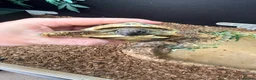 Hermann Tortoise reptiles for sale: Female Hermann Tortoise For Sale in London - Advert 4