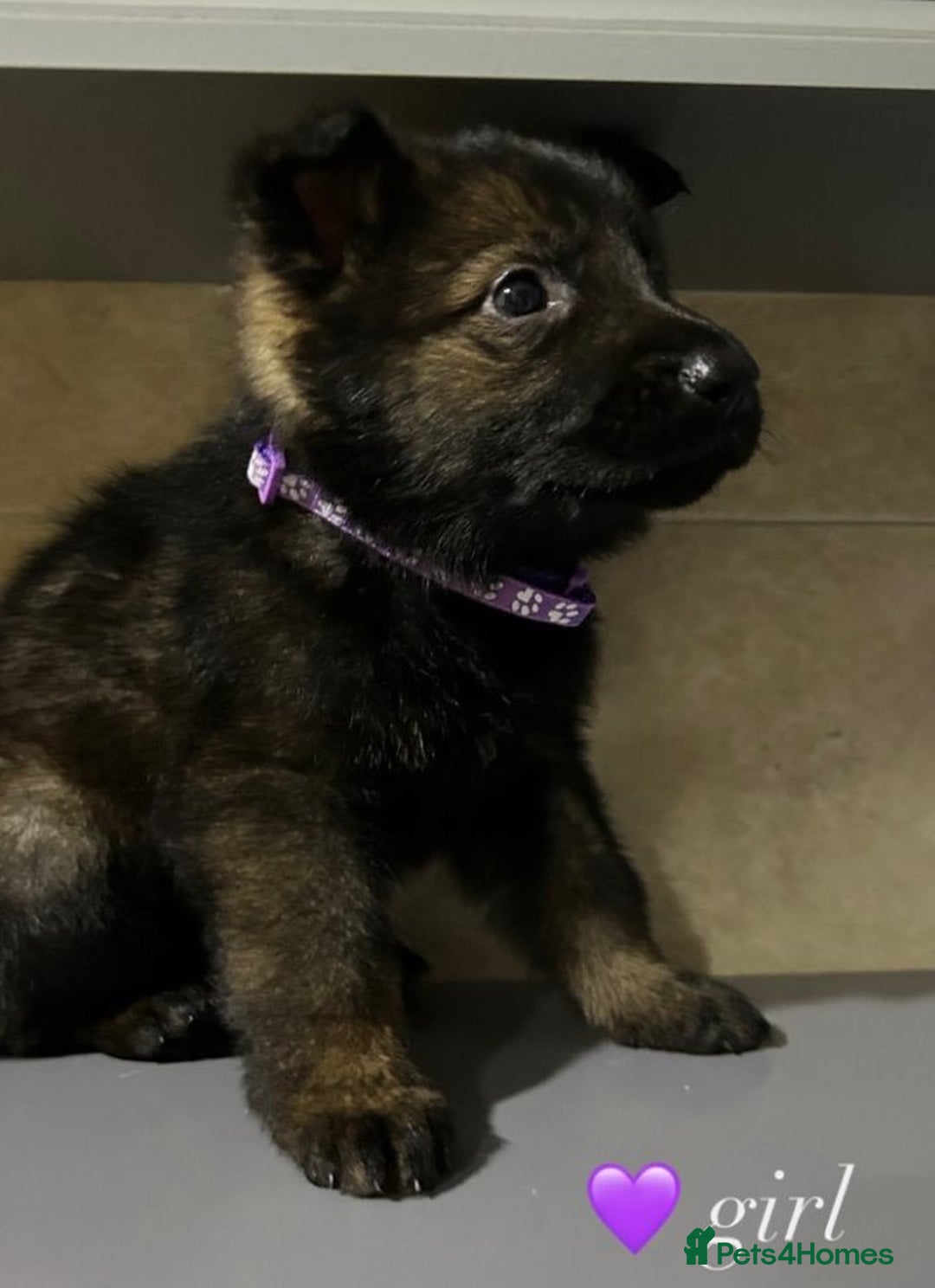 German Shepherd dogs for sale: Playful German Sheperds Puppies for sale!!! - Image 6