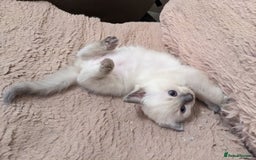 Ragdoll cats for sale: Blue point purebred ragdoll girl  - Image 7