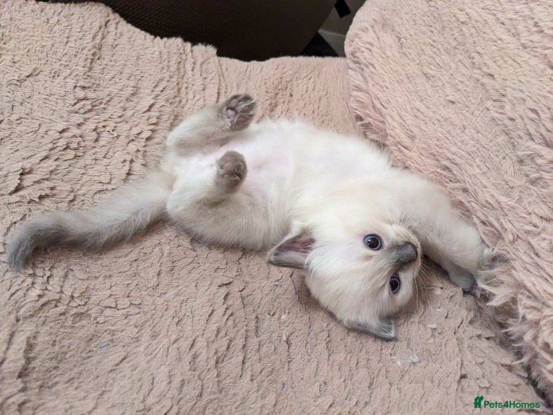 Ragdoll cats for sale: Blue point purebred ragdoll girl  - Image 7