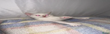Pop