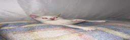 Mixed Breed cats for sale: Beautiful kittens looking for new homes in Basingstoke - Advert 2