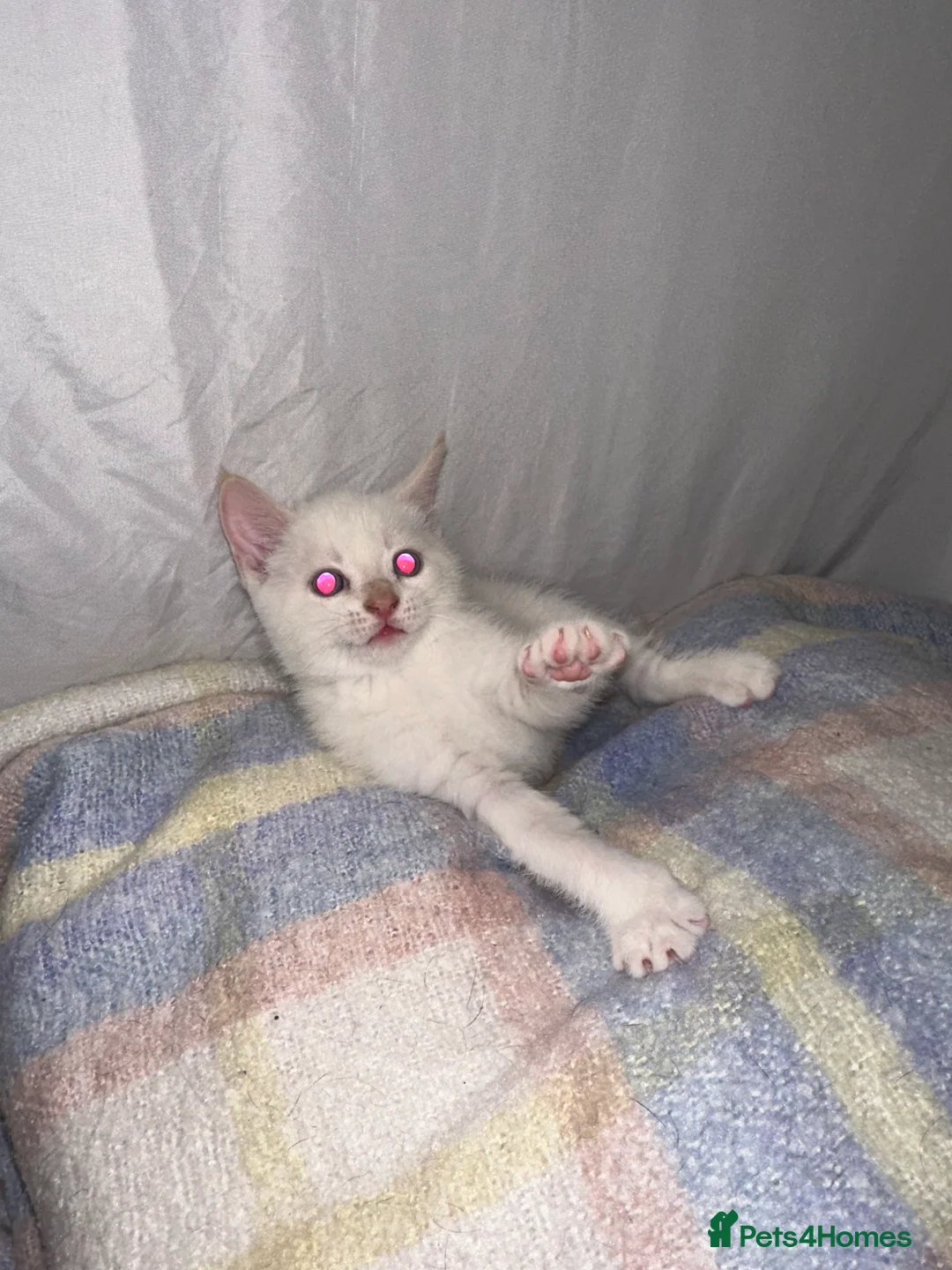 Mixed Breed cats for sale: Beautiful kittens looking for new homes in Basingstoke - Advert 2