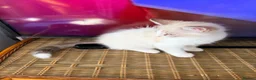 Mixed Breed cats for sale: Kitty  - Advert 4