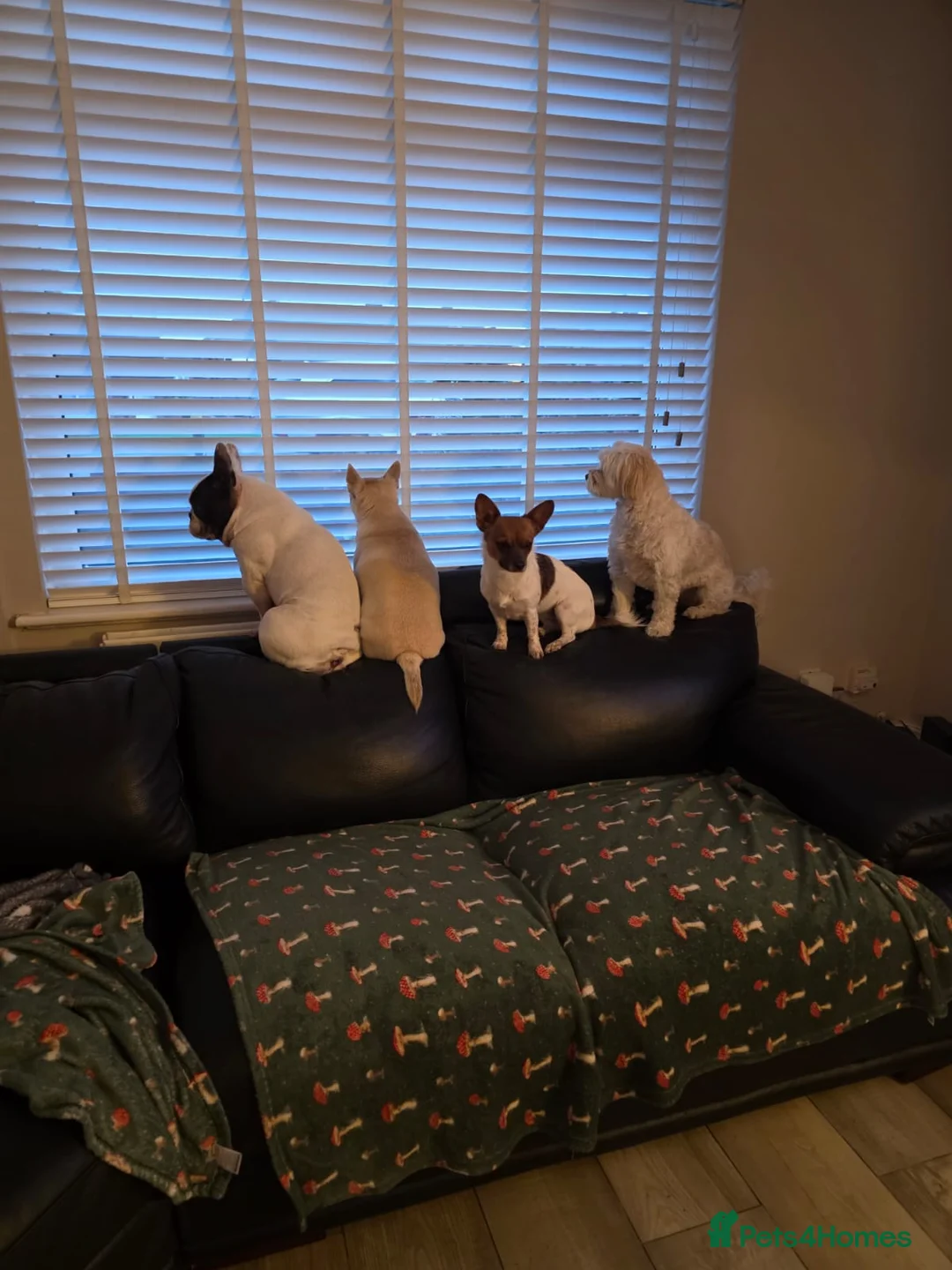 Mixed Breed dogs for adoption: Dixie is a beautiful 3.5 year old Poodle cross - Advert 8