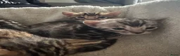 Bengal cats for sale: Bengal kittens looking for a forever home  - Advert 4
