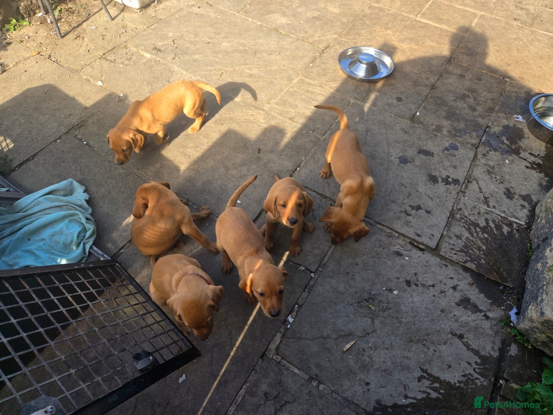 Labrador Retriever dogs for sale: Last Beautiful Fox Red KC Reg Lab Pups READY NOW - Image 16