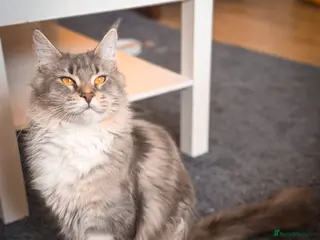 Maine Coon cats Maine coon female (PET HOME ONLY) - Advert 9