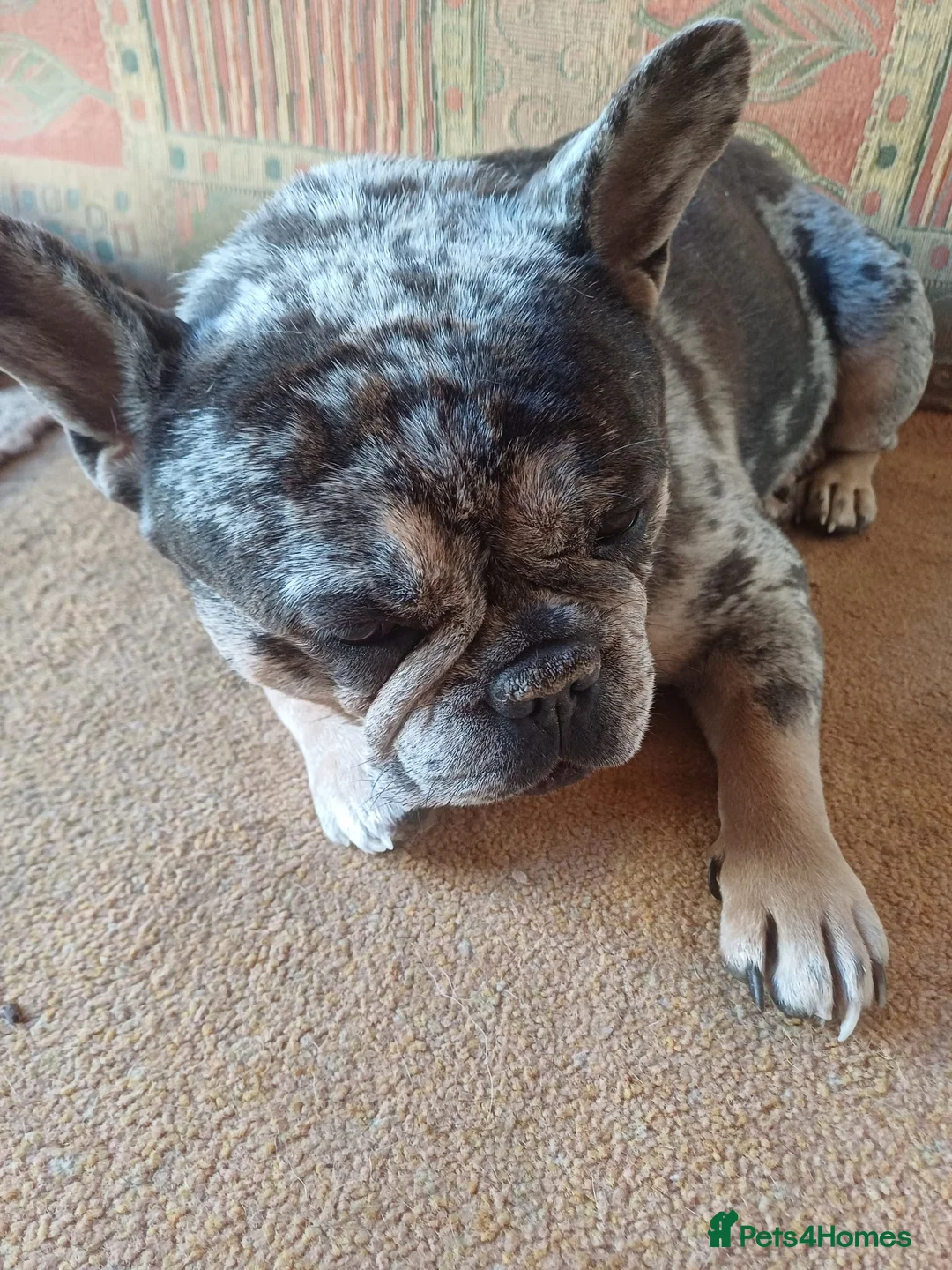 French Bulldog dogs for sale: One bitch left - Advert 2