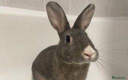 Mixed Breed rabbits for sale: Neutered bonded bunnies  - Image 1