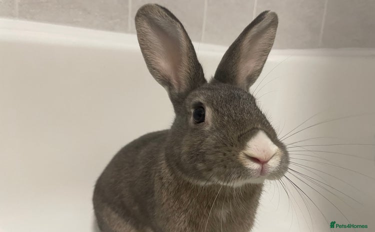 Mixed Breed rabbits - Advert 12