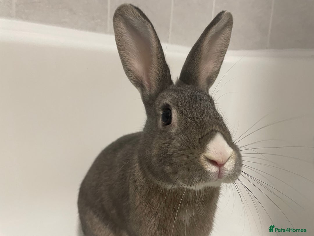 Mixed Breed rabbits for sale: Neutered bonded bunnies  - Image 1
