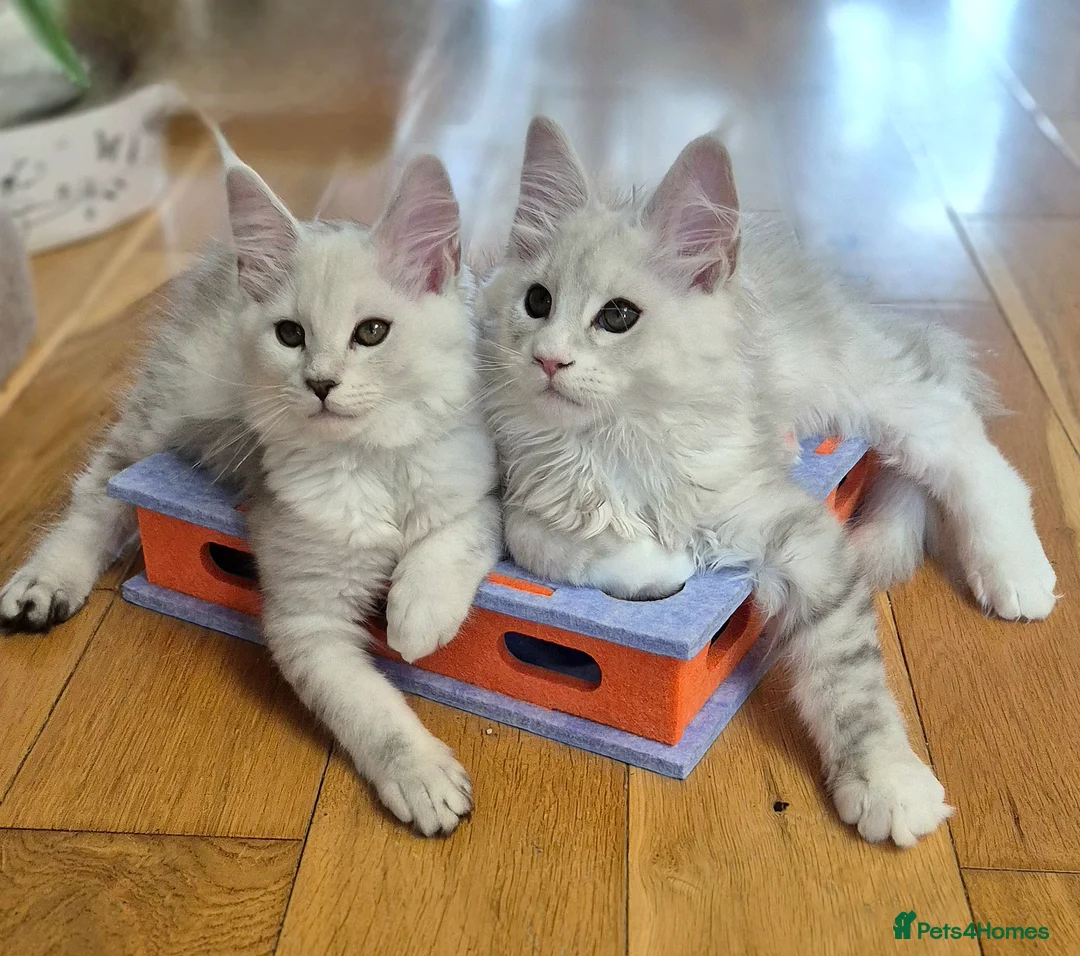 Maine Coon cats for sale: 🎀 GCCF Pedigree Maine Coon Kittens - Advert 1