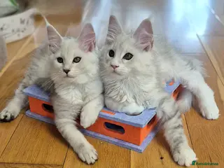 Maine Coon cats 🎀 GCCF Pedigree Maine Coon Kittens - Advert 17