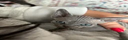 Devon Rex cats for sale: Gorgeous Devon Rex kittens - Advert 7