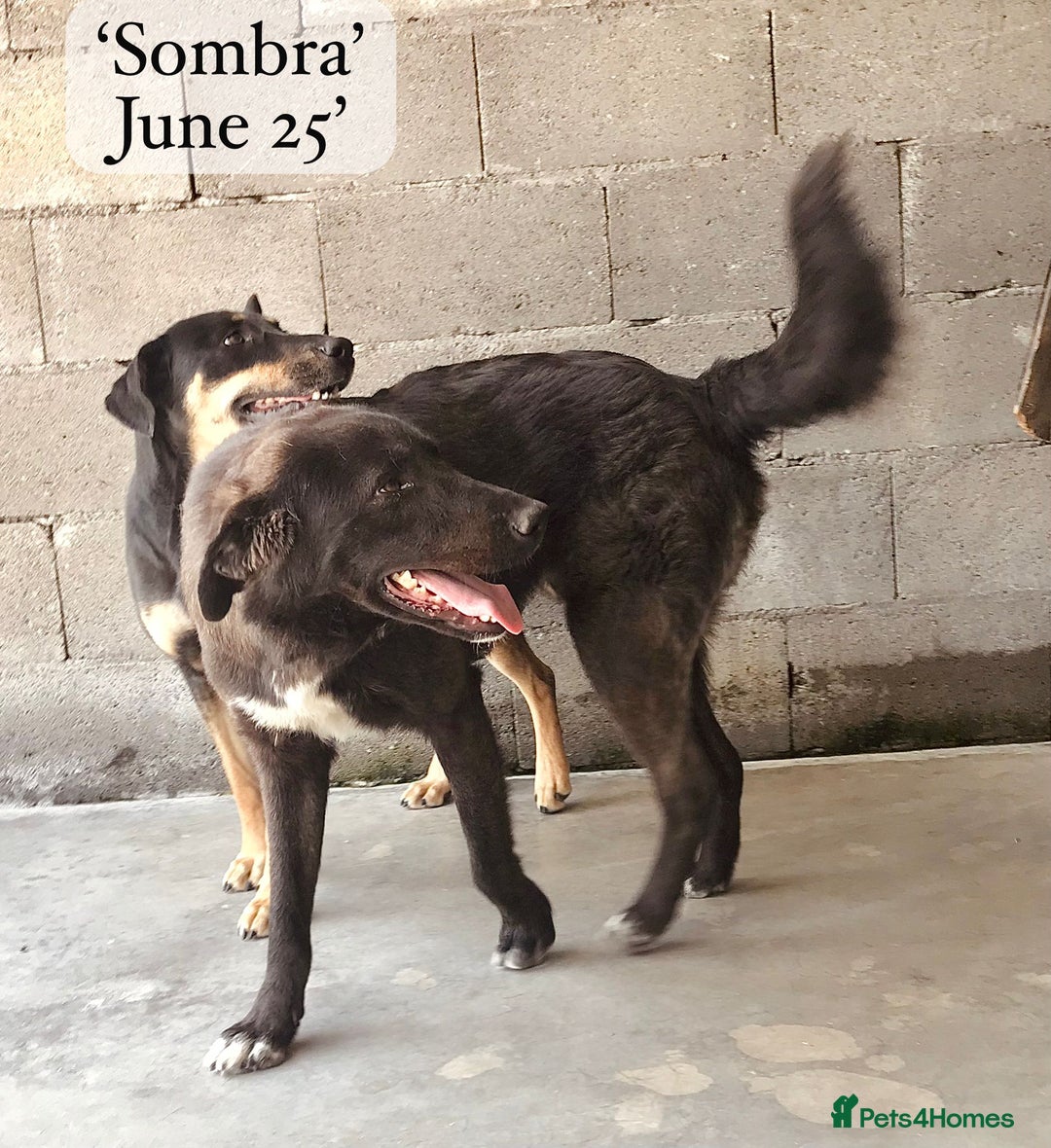 Mixed Breed dogs for adoption: Sombra, 1.5 yrs approx  Available for adoption  in Brixham - Image 11