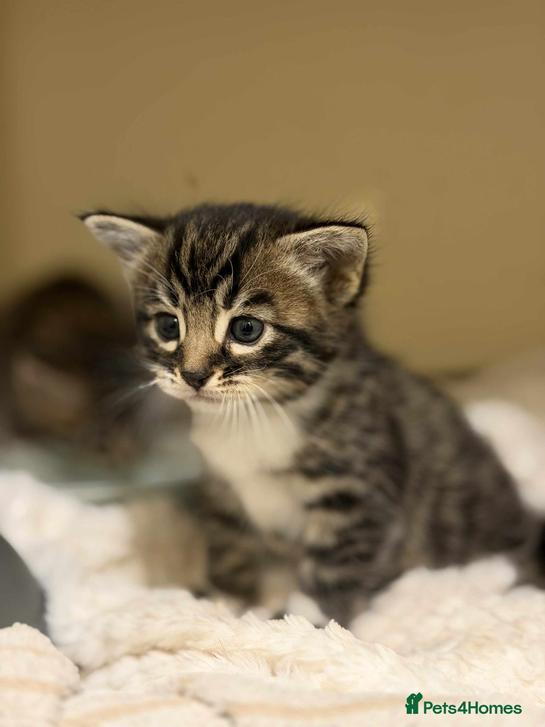 Mixed Breed cats for sale: Beautiful Half Bengal kittens - Advert 3