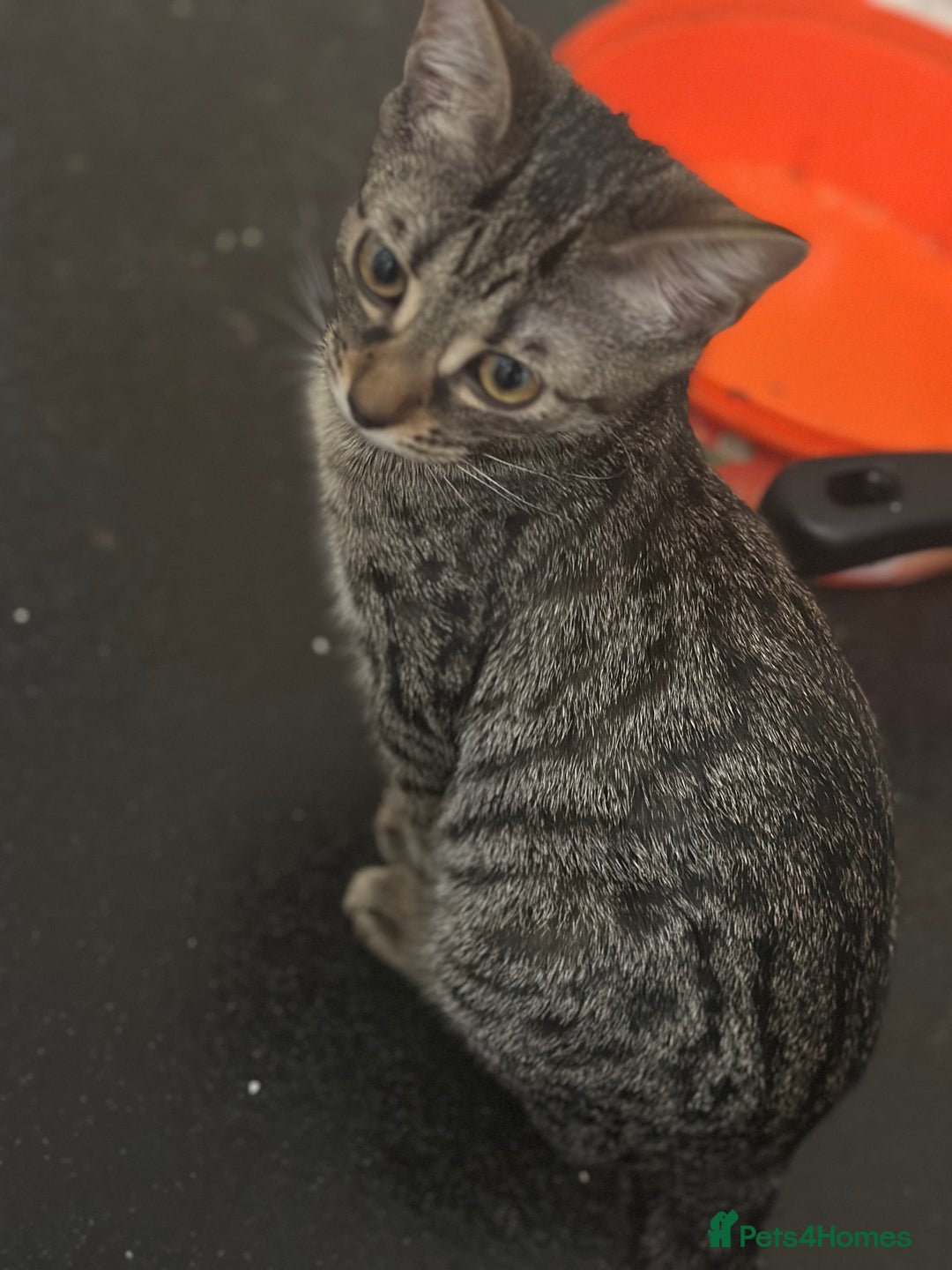 Mixed Breed cats for sale: 4 female bengal kittens  - Image 3