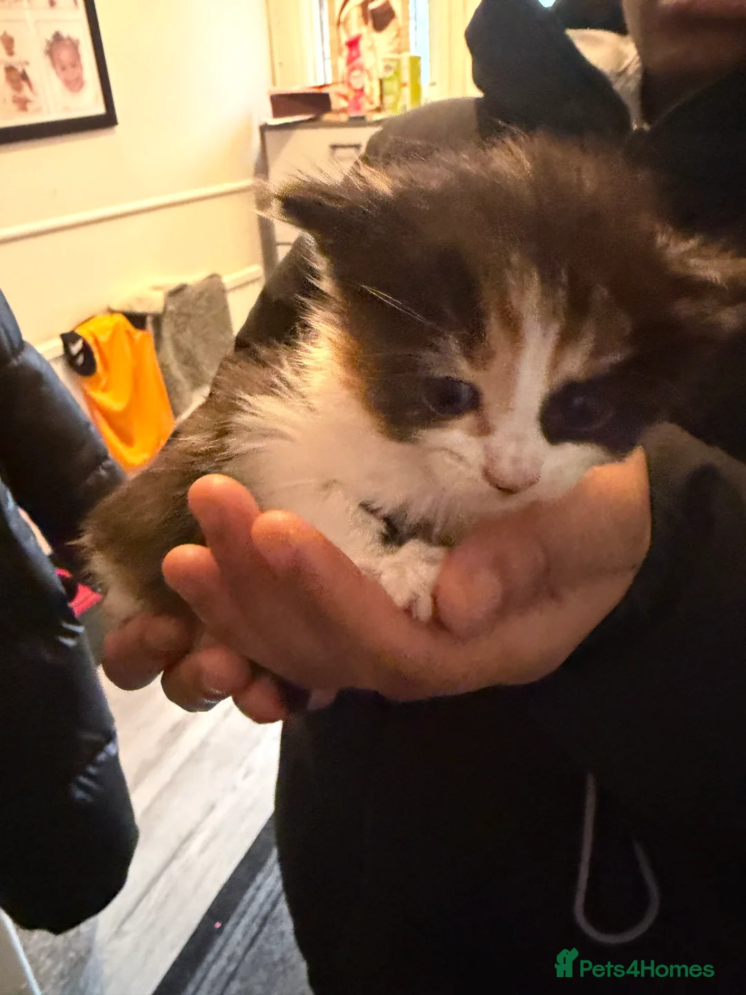 Mixed Breed cats for sale: Kittens - Advert 5