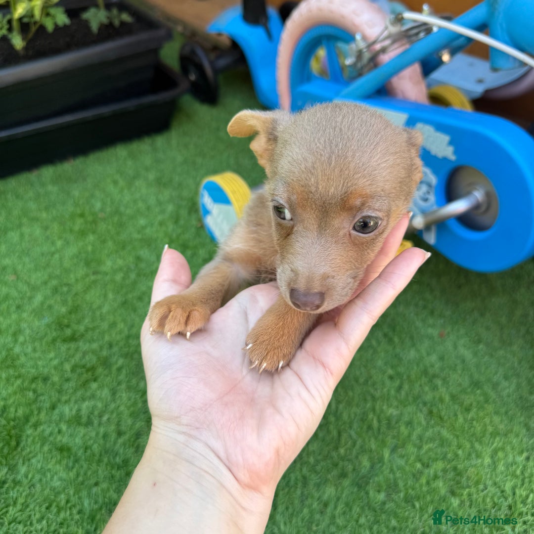 Jack Russell dogs for sale: Miniature Jack Russell puppies Ready to leave in Gillingham - Image 22