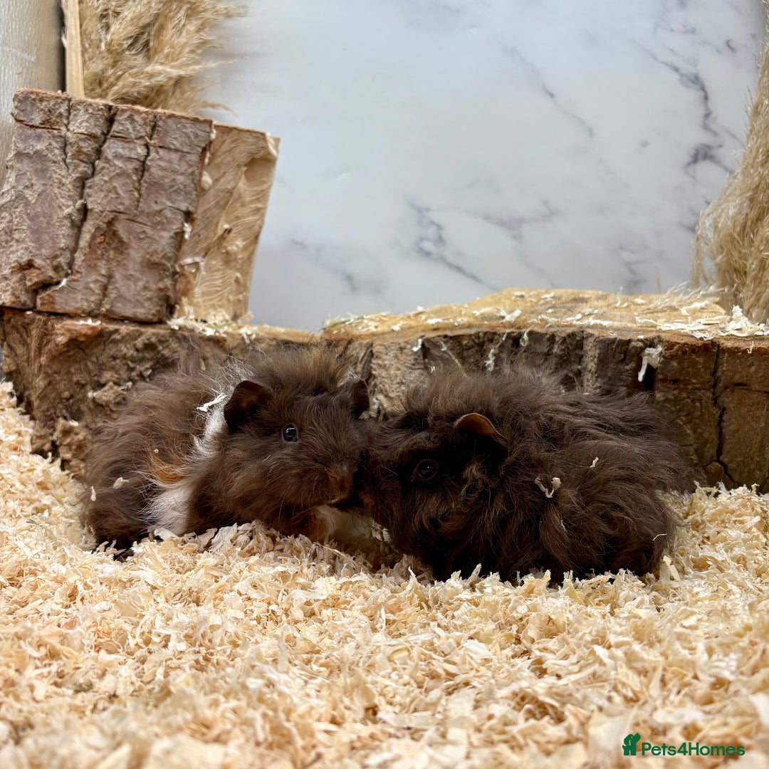 Guinea Pig rodents for sale: LOTS OF GUINEA PIGS FOR SALE 💗 - Image 5