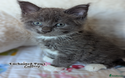 Maine Coon cats for sale: Ready now! 1 boy TICA Registered  - Image 7