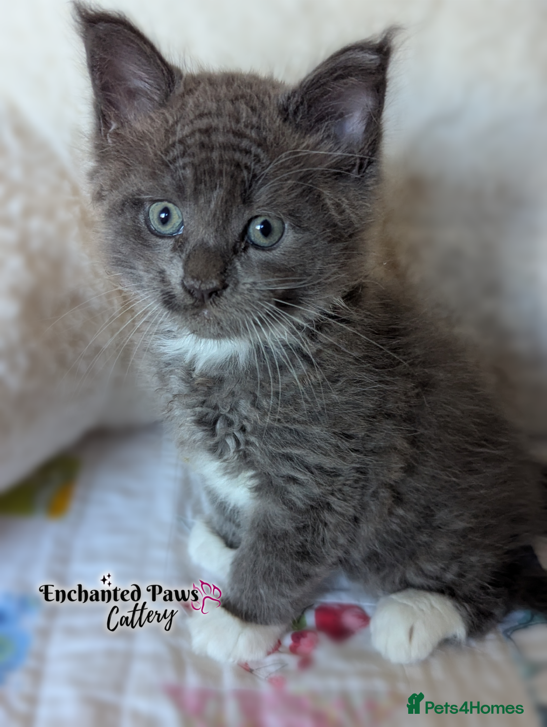 Maine Coon cats for sale: Ready now! 1 boy TICA Registered  - Image 7