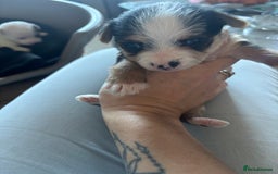 Jack Russell dogs for sale: Jack Russell puppies for sale - Image 8