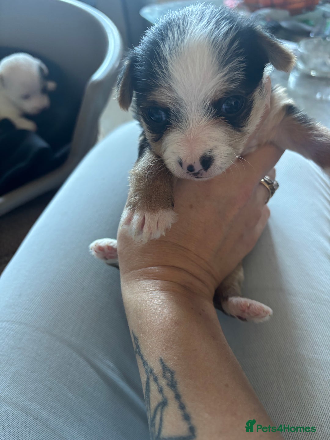 Jack Russell dogs for sale: Jack Russell puppies for sale - Image 8