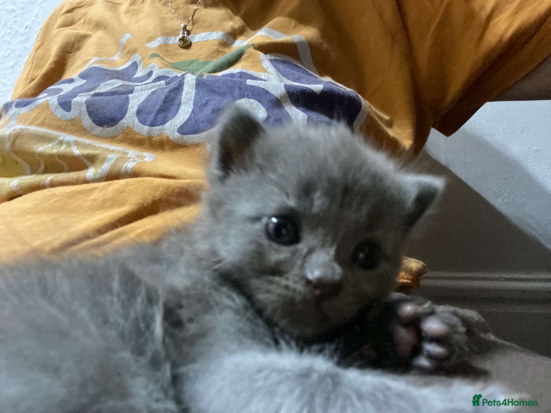 Mixed Breed cats for sale: Female Maine Coon x British Shorthair kitten - Image 9