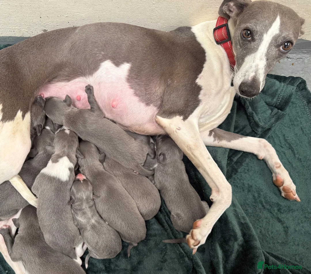 Whippet dogs for sale: Beautiful blue whippets in Kilgetty - Advert 2