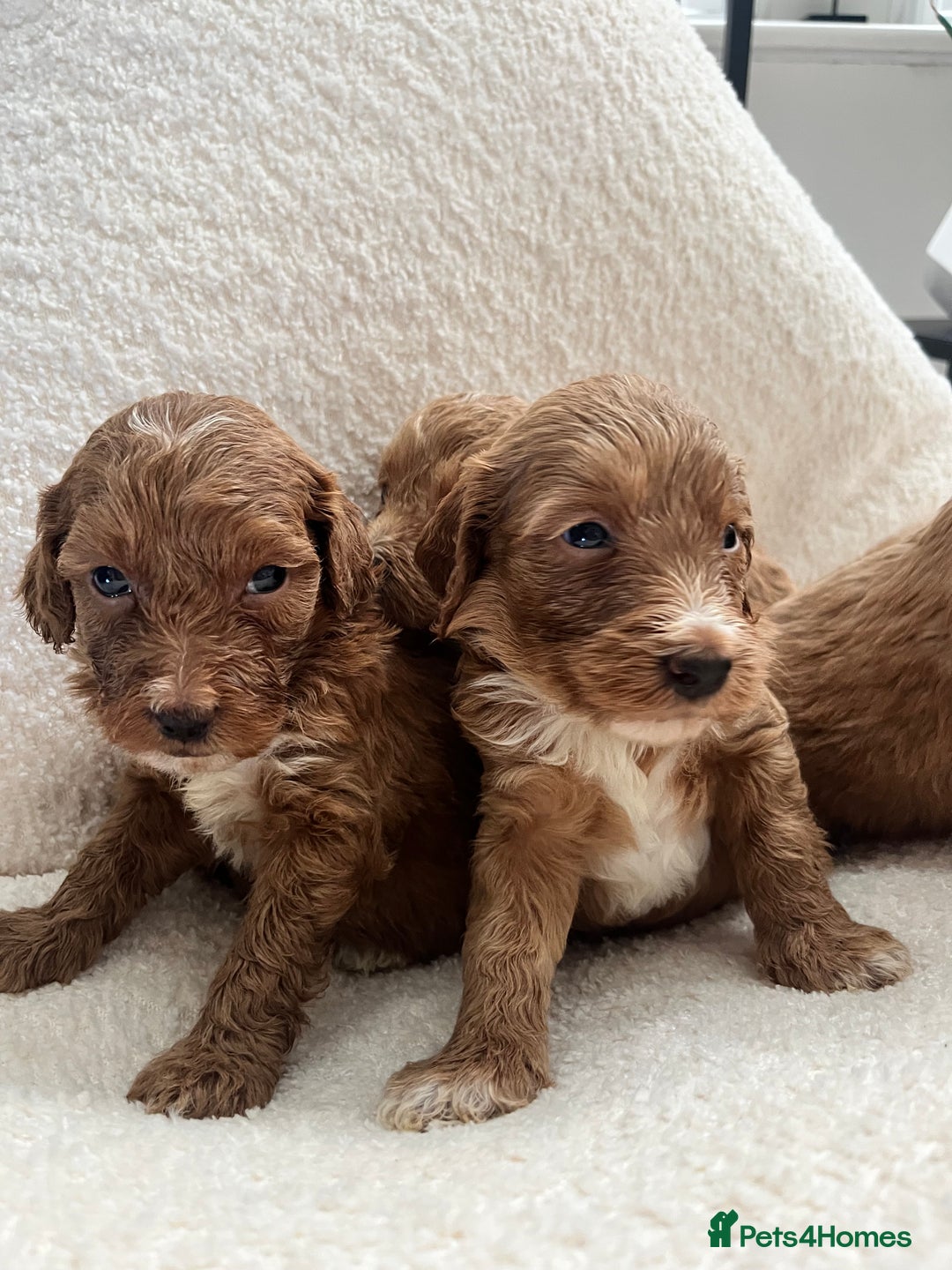 Australian Labradoodle dogs for sale: Absolutely Stunning Australian Labradoodle Puppies - Advert 5