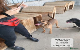 Mixed Breed dogs for adoption: Marley, approx 7 months. Available for adoption. - Image 5