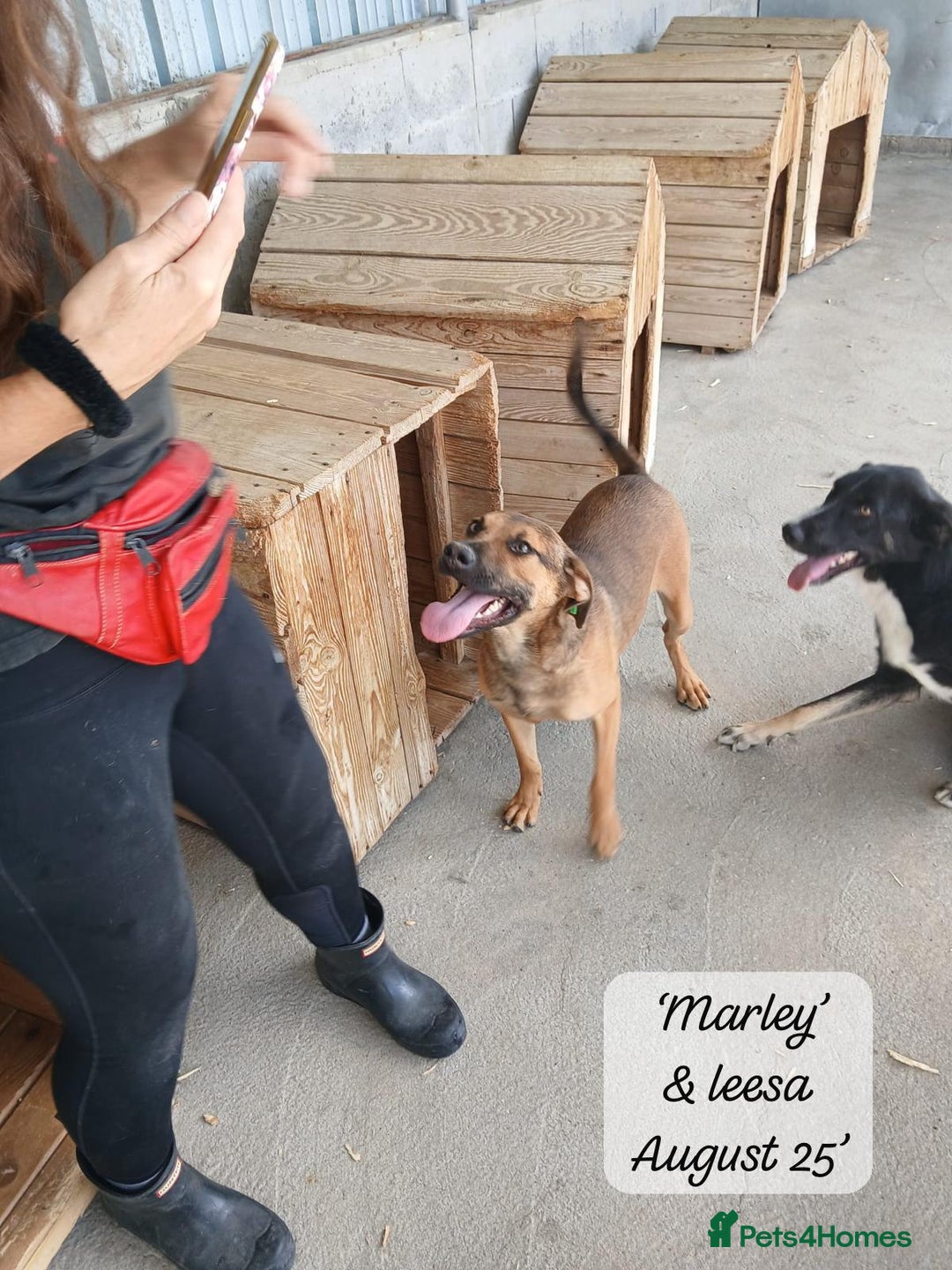 Mixed Breed dogs for adoption: Marley, approx 7 months. Available for adoption. - Image 5