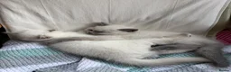 British Shorthair cats for sale: 2 x Colourpoint British Shorthair Kittens in Rayleigh - Advert 10